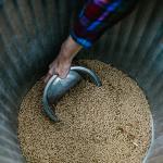 Close-up of a hand using a bowl to scoop animal feed from a metal bin.